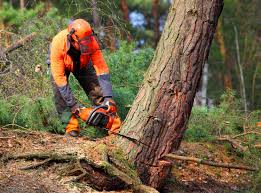 How Our Tree Care Process Works  in  Falls Creek, PA